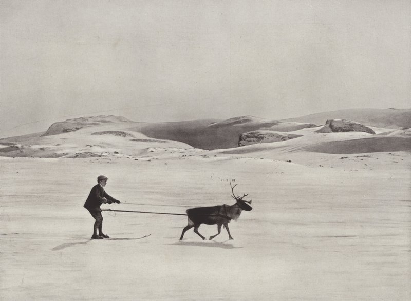Skikjøring med reinsdyr på fjellet av Norwegian Photographer