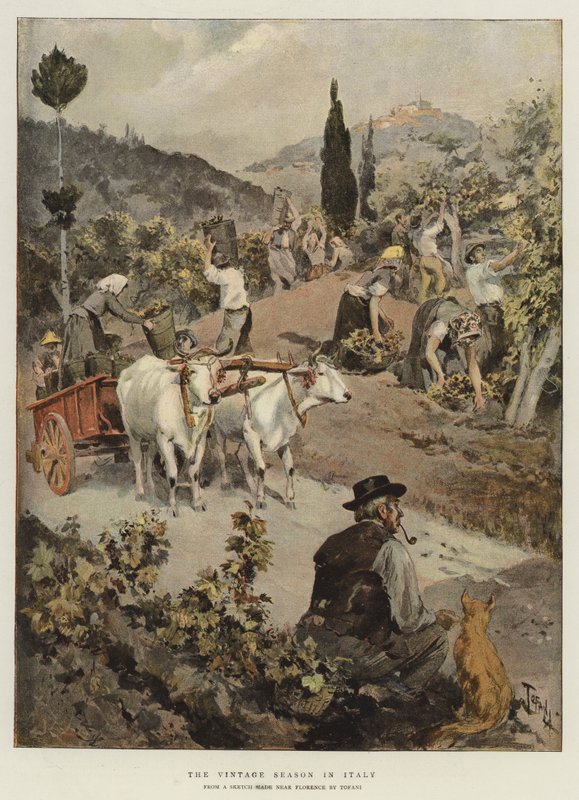 Vintagesesongen i Italia av Oswaldo Tofani