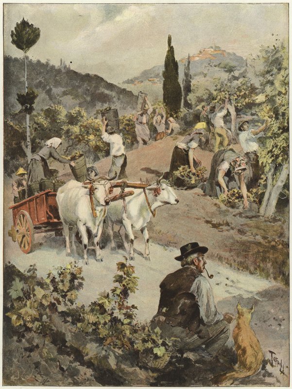 Årgangssesongen i Italia av Oswaldo Tofani