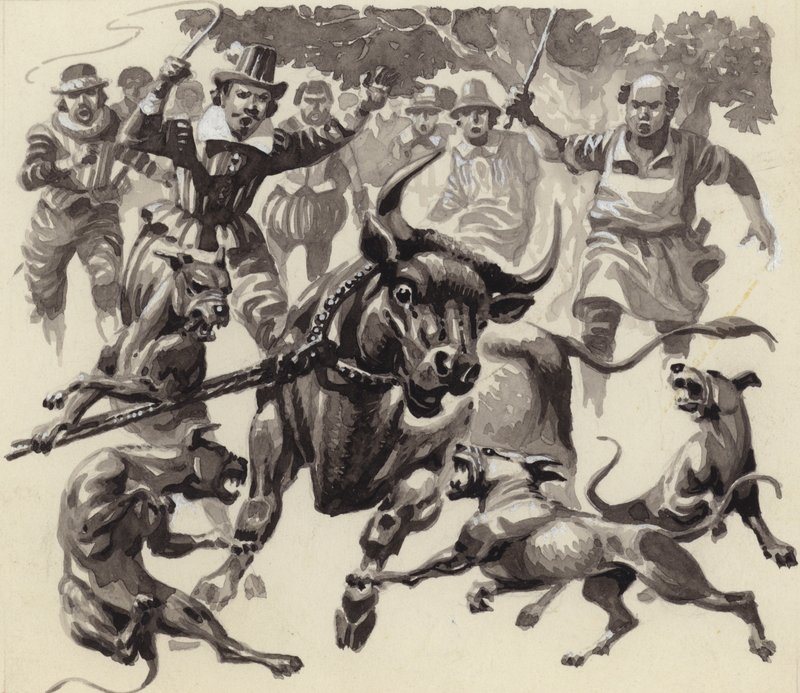 Bull baiting (gouache på papir) av Pat (1907-95) Nicolle