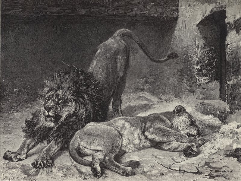 Løvens oppvåkning av Paul Friedrich Meyerheim