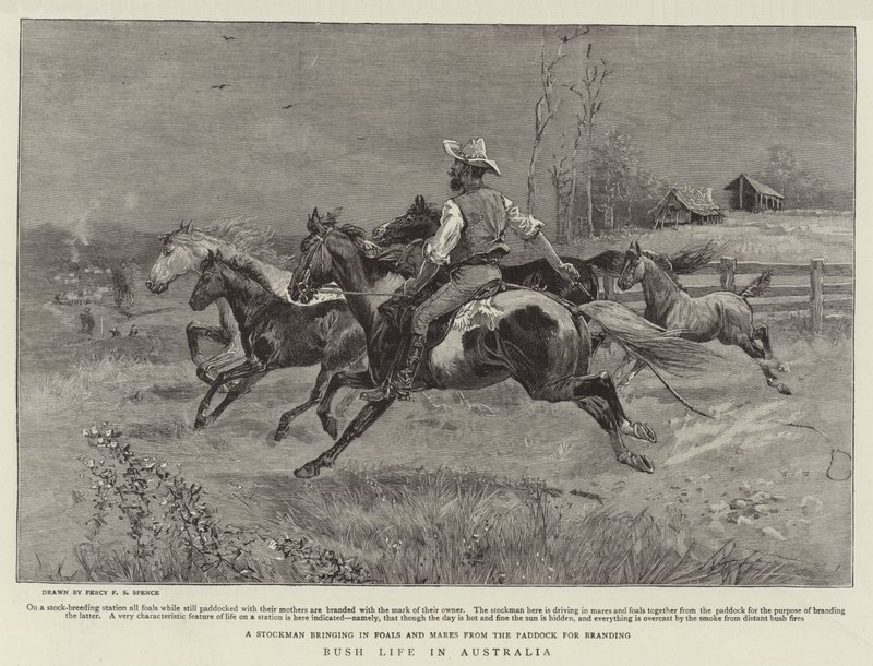 Bush-livet i Australia av Percy F.S. Spence