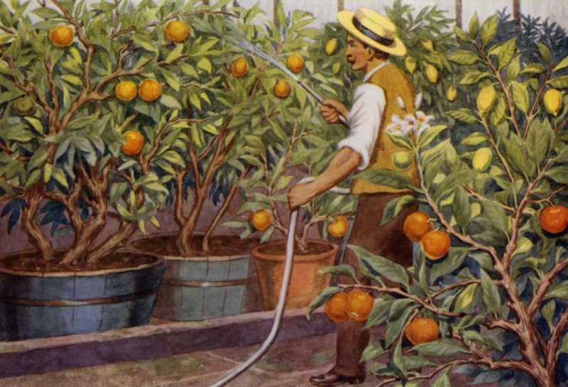 Appelsiner og sitroner (farge litho) av Percy James Billinghurst