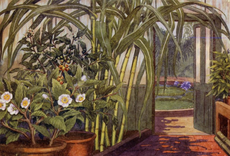 Sukkerrør, teplante og kaffeplante (farge litho) av Percy James Billinghurst