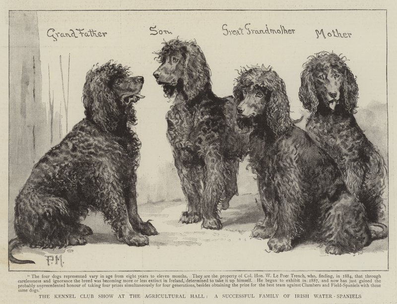 Kennelklubbutstillingen i Agricultural Hall, en vellykket familie av irske vann-spaniels av Percy Macquoid