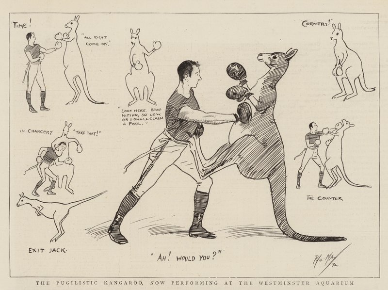 The Pugilistic Kangaroo, som nå opptrer på Westminster Aquarium av Phil May