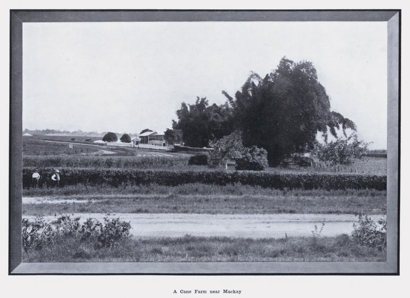 En Cane Farm i nærheten av Mackay (s/hv-bilde) av Photographer Australian