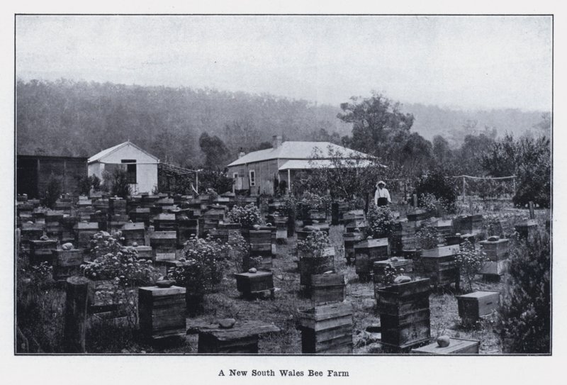 A New South Wales Bee Farm (s/hvitt bilde) av Photographer Australian