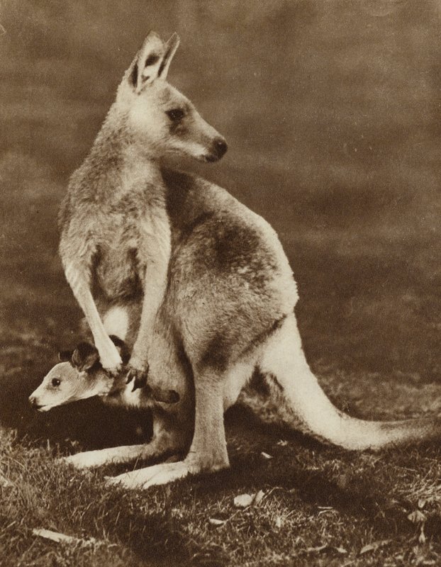Babykenguru ser ut av morens veske, Australia (s/hv-bilde) av Photographer Australian