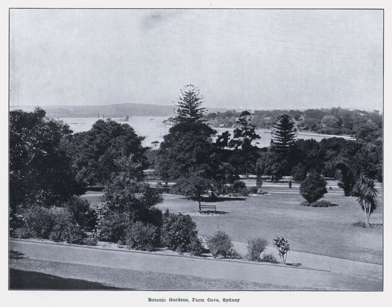 Botanic Gardens, Farm Cove, Sydney (s/hvitt bilde) av Photographer Australian