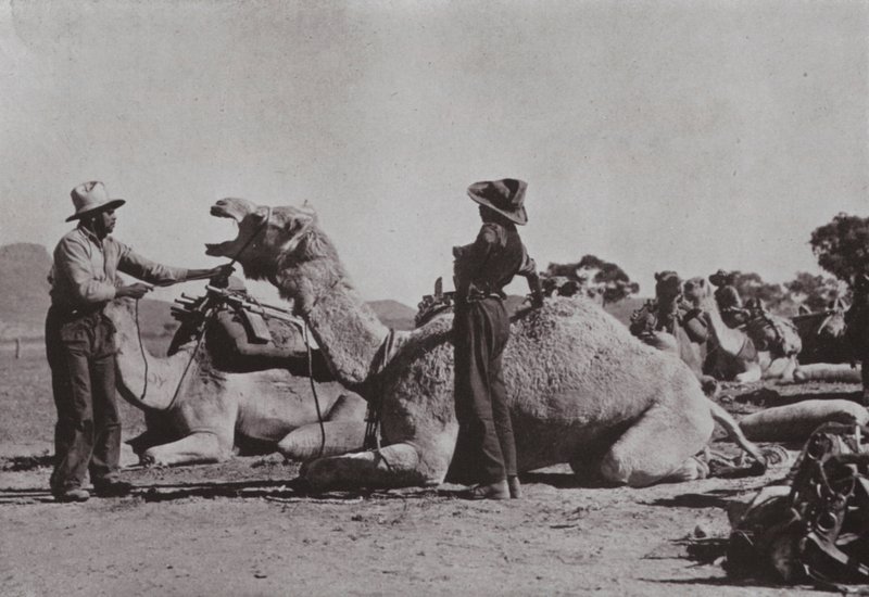 Kamellag med aboriginaler som er ansvarlige leverer ytre stillinger i Central Australia (s/hvitt-bilde) av Photographer Australian