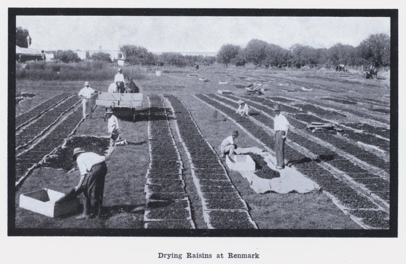 Tørking av rosiner på Renmark (s/hvitt bilde) av Photographer Australian