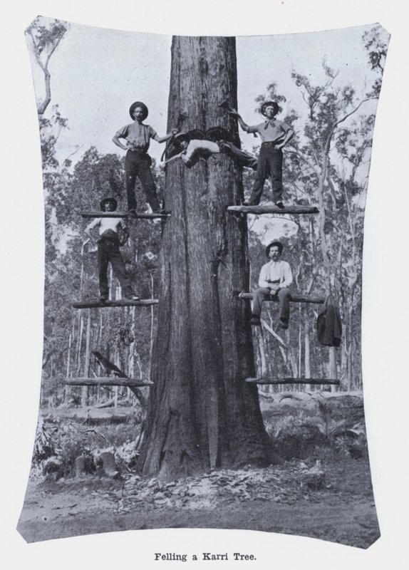 Felling av et Karri-tre (s/hvitt-bilde) av Photographer Australian