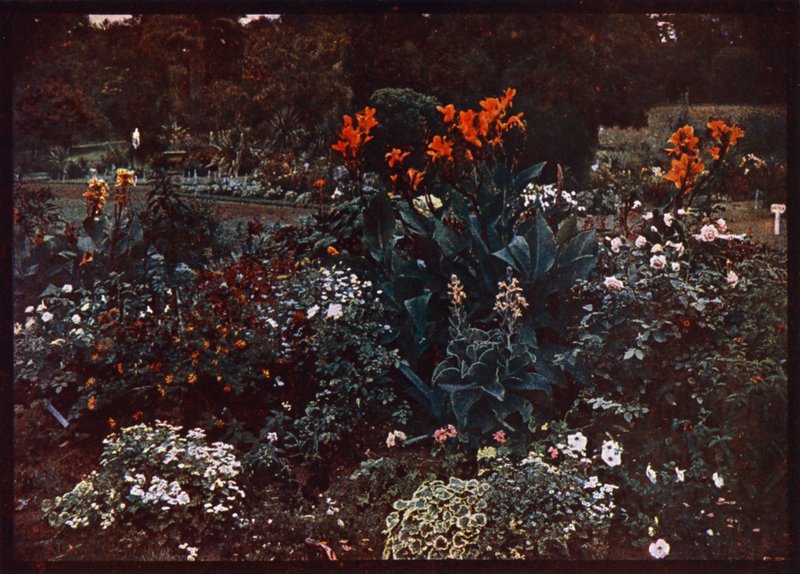 Blomsterbed i Botanical Gardens, Sydney, New South Wales, Australia (fargebilde) av Photographer Australian