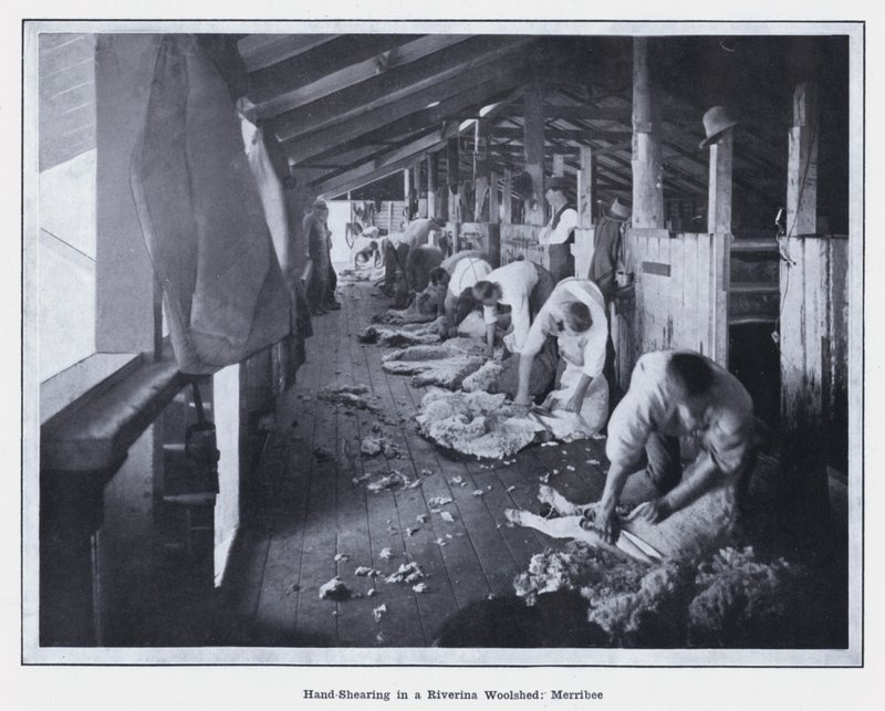 Håndklipping i et Riverina Woolshed, Merribee (s/hvitt-bilde) av Photographer Australian