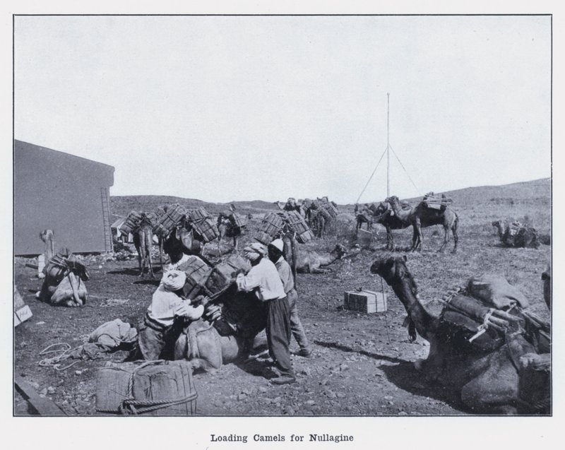 Laster kameler for Nullagine (s/hvitt bilde) av Photographer Australian