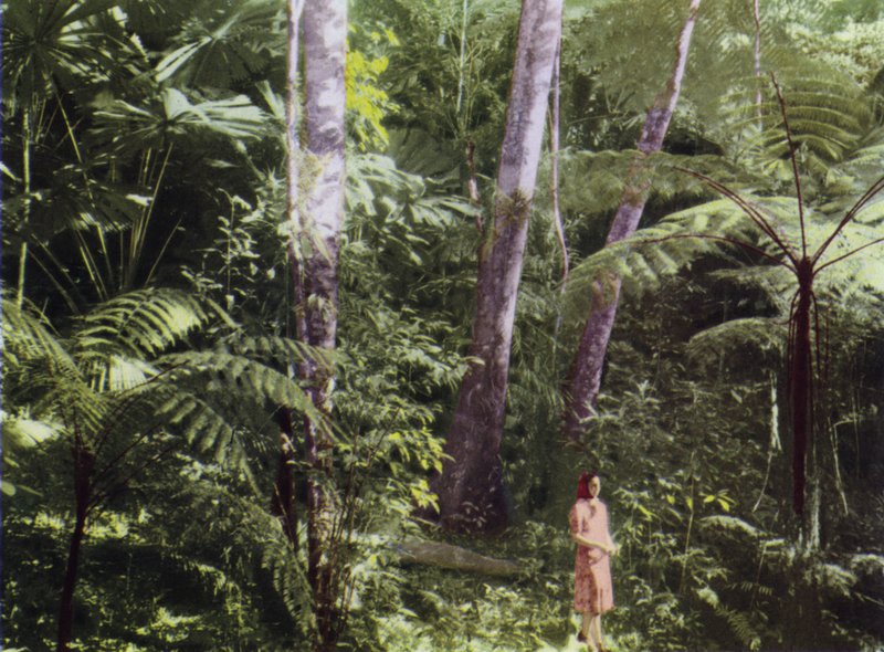 Queensland, Australia: Tropical Jungle (bilde) av Photographer Australian