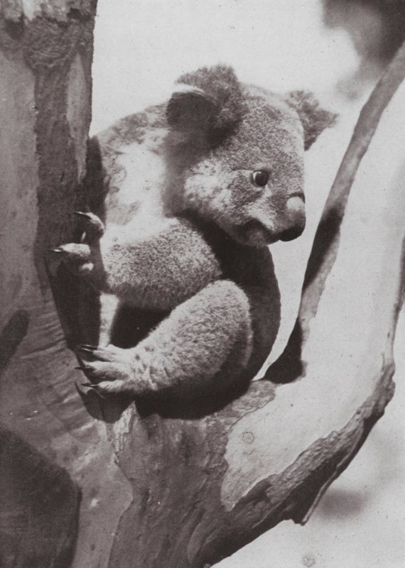 Den unike koalaen eller innfødte bjørnen (s/hvitt-bilde) av Photographer Australian