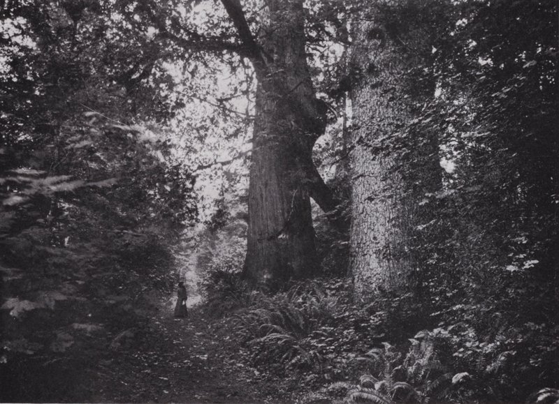 Forest Giants, Stanley Park, Vancouver (s/hv-bilde) av Photographer Canadian