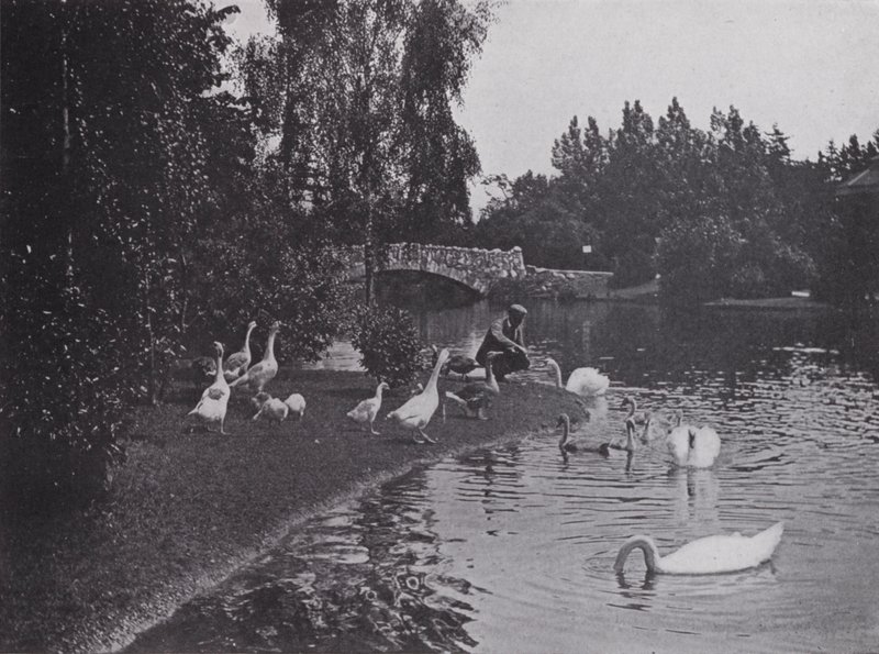 Lake, Beacon Hill Park, Victoria, British Columbia (s/hvitt bilde) av Photographer Canadian