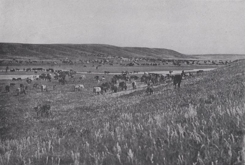 Range Cattle on the Rolling Uplands of Alberta (s/hv-bilde) av Photographer Canadian