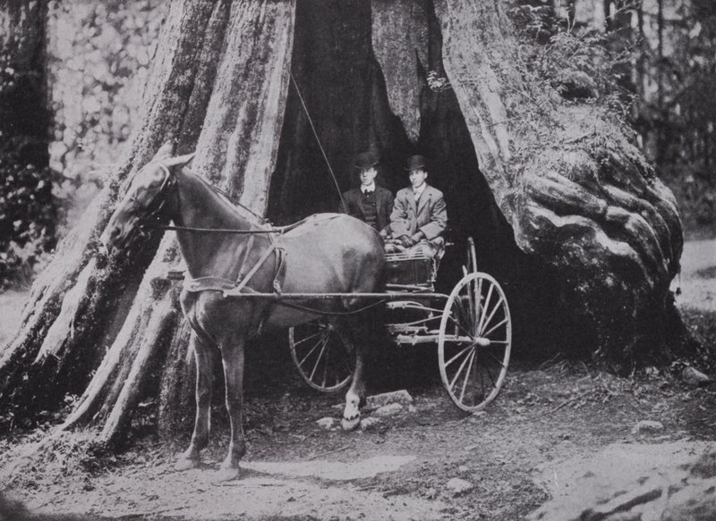 The Big Tree, Stanley Park, Vancouver (s/hvitt bilde) av Photographer Canadian