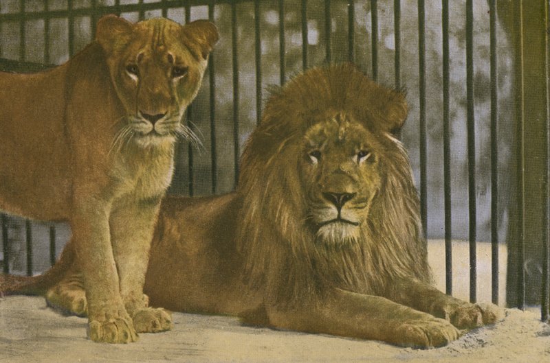 Köln Zoo, Lions (bilde) av Photographer German