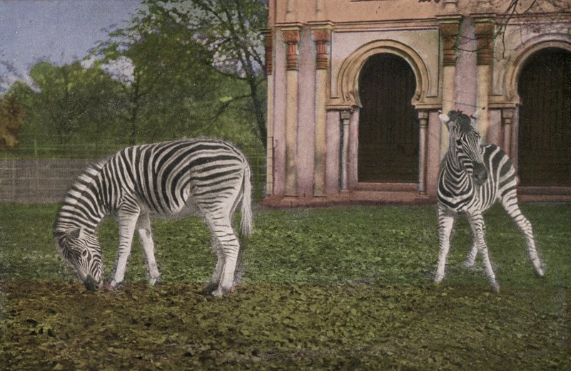 Köln Zoo, Zebras (bilde) av Photographer German