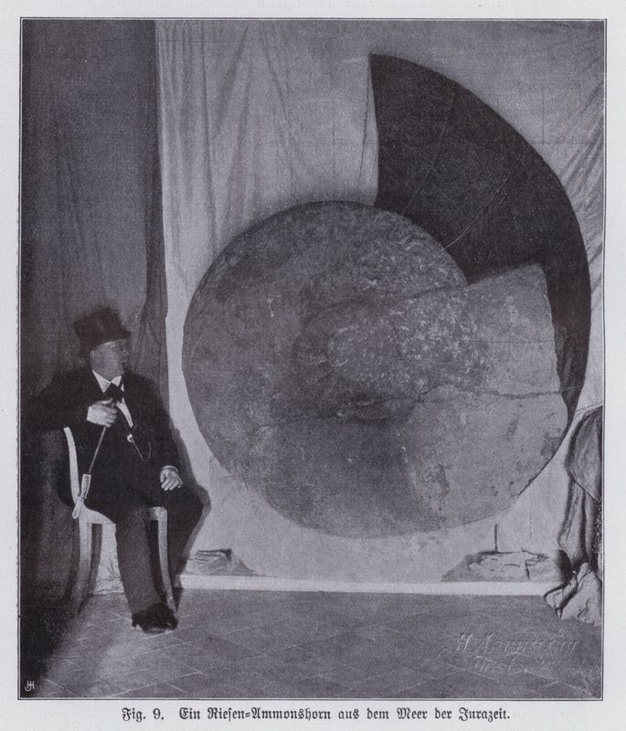 Fossil av en gigantisk ammonitt, marin skapning fra juraperioden (s/hvitt-bilde) av Photographer German