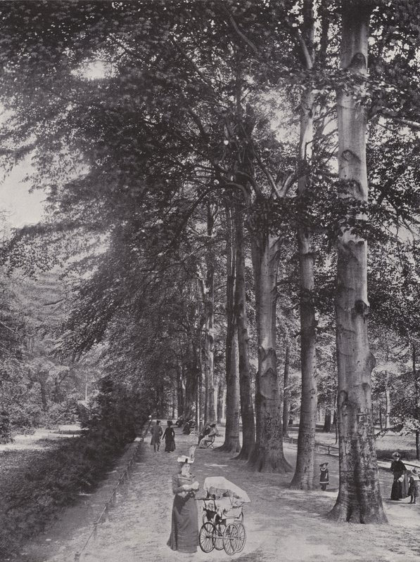 I Tiergarten, en skyggefull sti (s/hvitt bilde) av Photographer German
