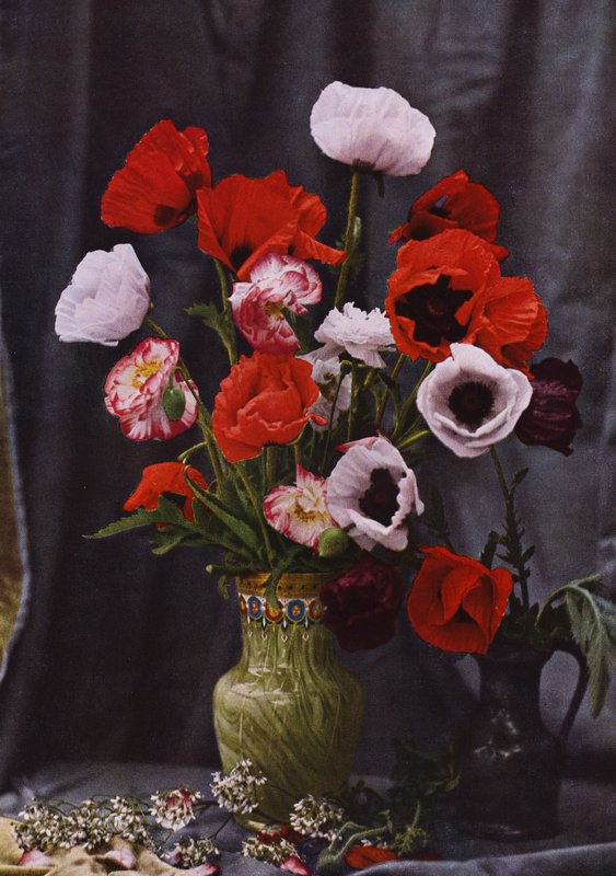 Vase med valmuer (farget bilde) av Photographer German