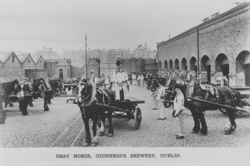 Dray horse, Guinness Brewery, Dublin, Irland (s/hvitt bilde) av Photographer Irish