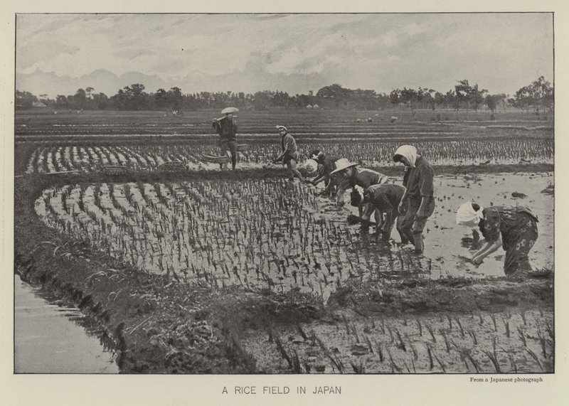 Et risfelt i Japan (s/hvitt bilde) av Photographer Japanese
