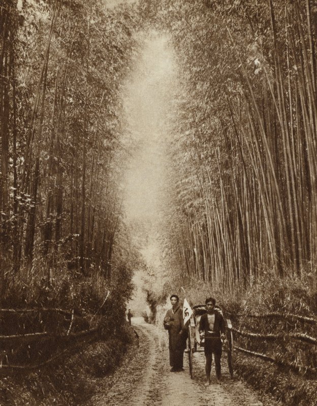 Bamboo Grove, Japan (s/hvitt bilde) av Photographer Japanese