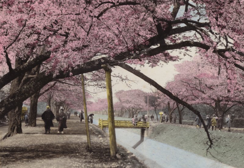 Japan, ca. 1912: Cherry Blossom ved Koganei, nær Tokyo (bilde) av Photographer Japanese