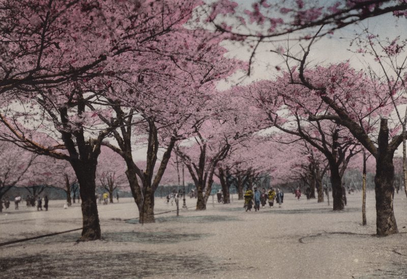 Japan, ca. 1912: Kirsebærblomstring i Uyeno-parken, Tokyo (bilde) av Photographer Japanese