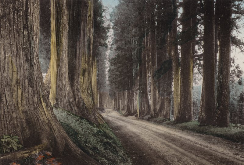 Japan, ca. 1912: Cryptomeria Road, Nikko (bilde) av Photographer Japanese