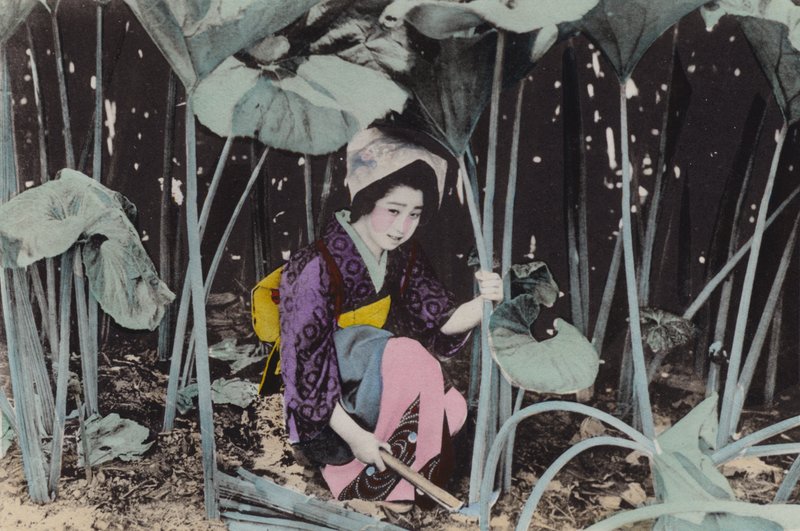 Japan, ca. 1912: Enorm myrrabarbra, vill plante, Akita (bilde) av Photographer Japanese