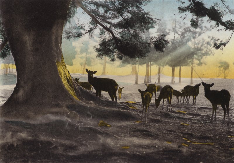 Japan, ca. 1912: Kasuga-tempelet med tamme hjort som streifer omkring, Nara (bilde) av Photographer Japanese