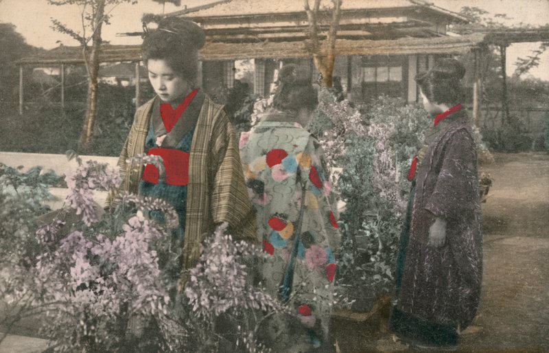 Japanske kvinner med blåregnplanter (farget bilde) av Photographer Japanese