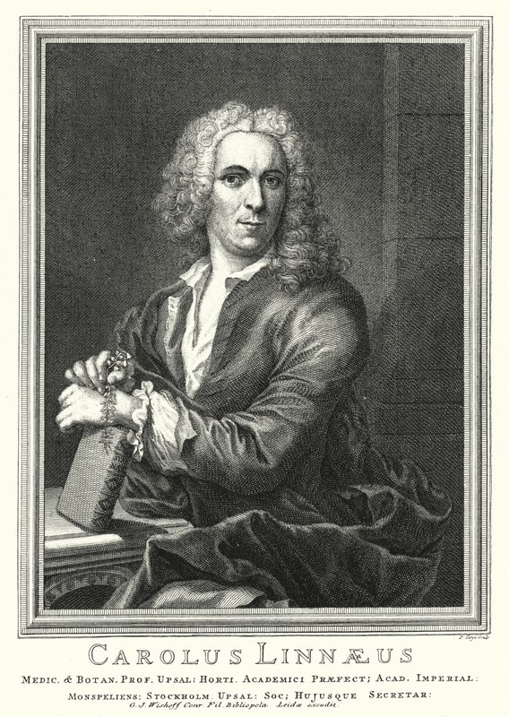 Carl Linnaeus , svensk botaniker og zoolog (gravering) av Pierre Tanje
