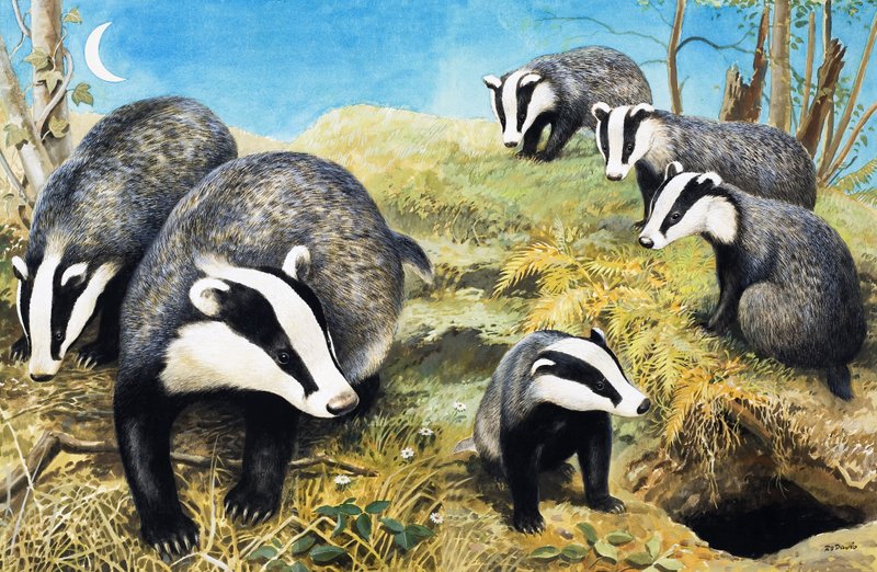Grevlinger, fra «Naturens eventyrland» av R.B. Davis