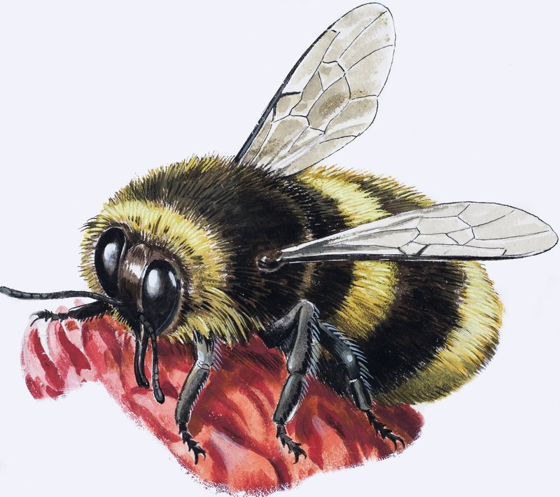 Honningbie (gouache på papir) av R.B. Davis