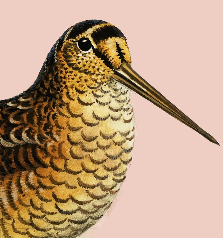 Ser på naturen: Skogsneppen av R.B. Davis