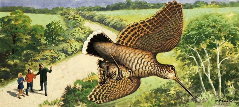 Ser på naturen: Skogsneppen av R.B. Davis