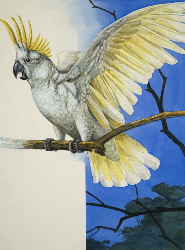 Svoveltoppet kakadue (gouache på papir) av R.B. Davis