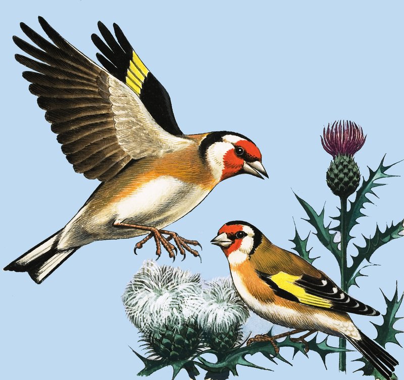 Landsbygda i september, illustrasjon fra «Peeps at Nature» av R.B. Davis