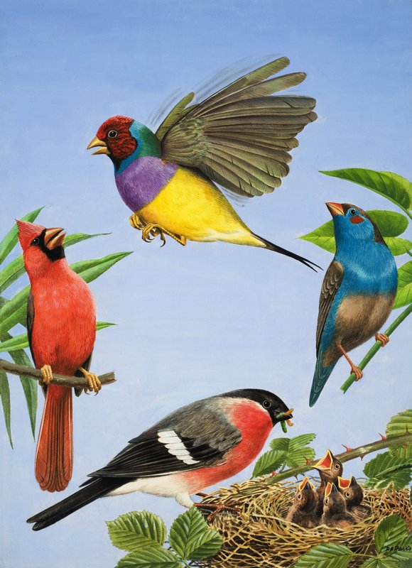 Tropiske fugler (gouache på papir) av R.B. Davis
