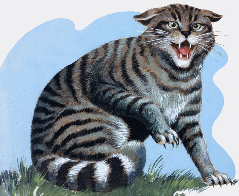 Villkatt, fra «Skatt» av R.B. Davis