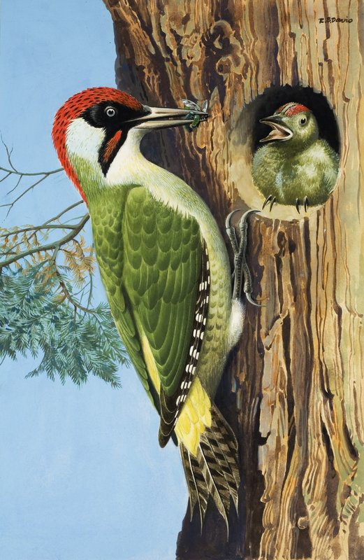 Hakkespett (gouache på papir) av R.B. Davis